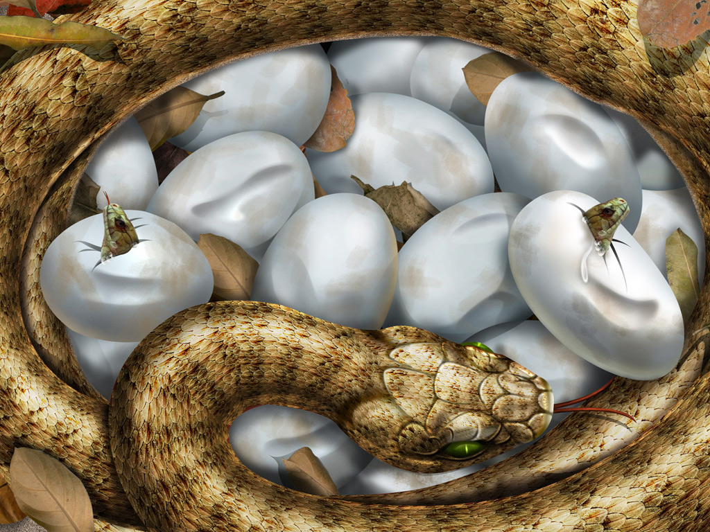Snake Egg Hatching